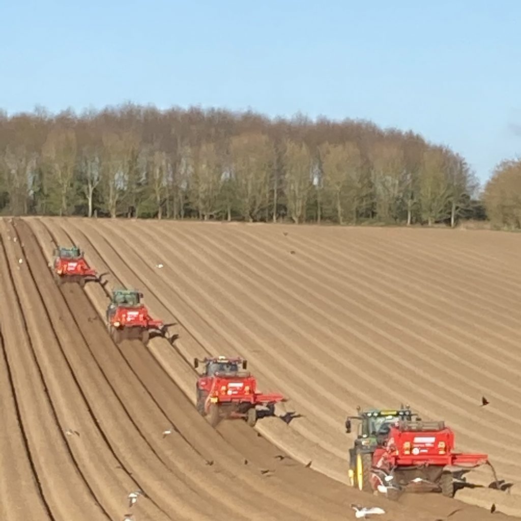 Tractors harvesting potatoes - Intwood Farm & Butchers Tractors harvesting potatoes