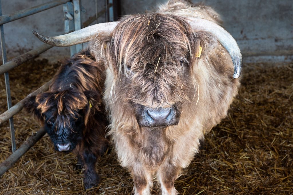 DSC_4894 - Intwood Farm & Butchers Wonky Horns (Highland) with Calf