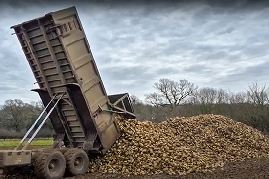 Bringing The Sugar Beet In