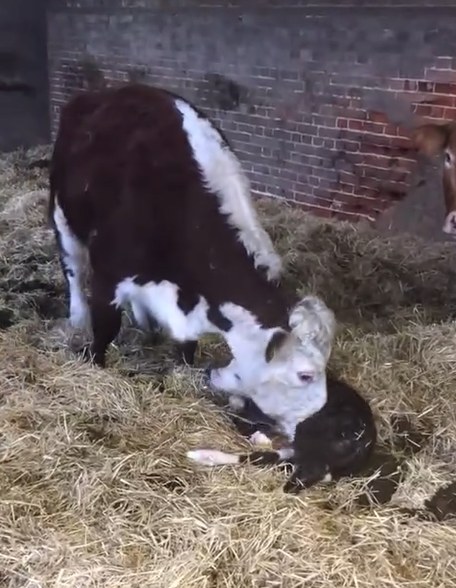 Hereford Calf