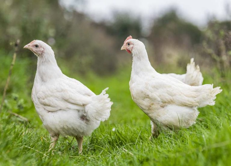 Free Range Chickens