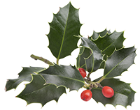 twig-of-holly